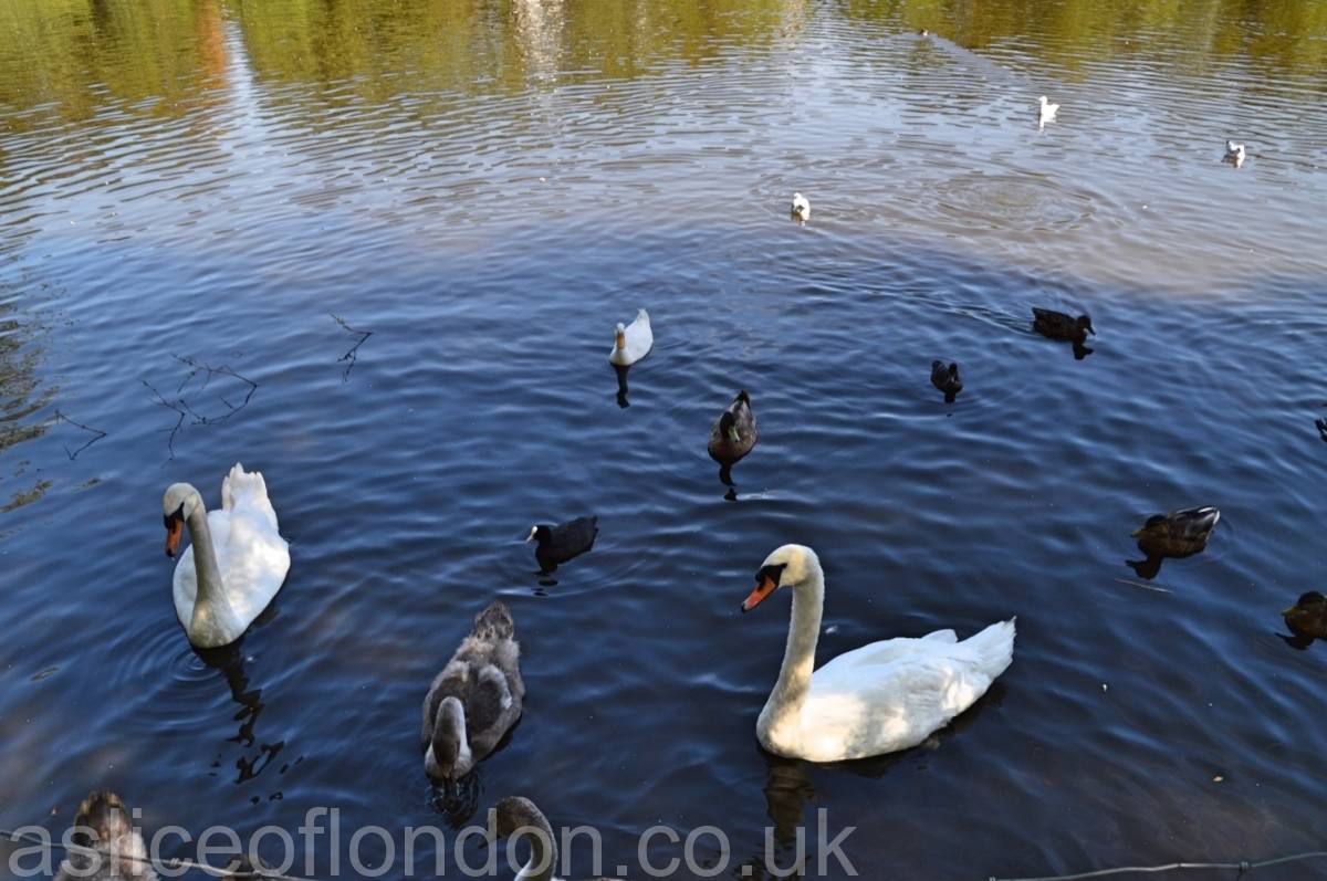 Feeding the ducks & swans